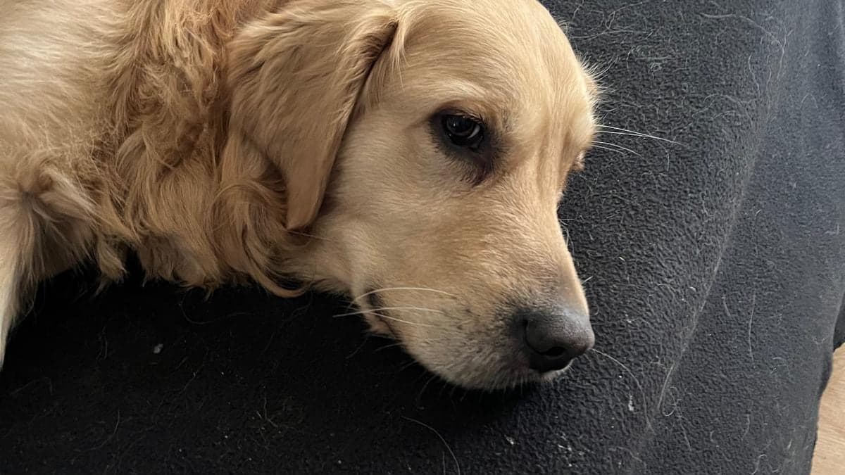 Ein entspannter, gesunder Golden Retriever
