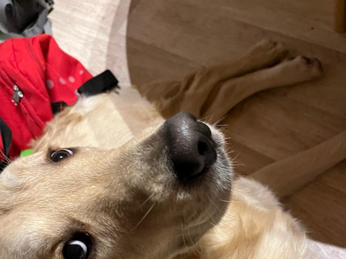 Golden Retriever schaut vertrauensvoll nach oben