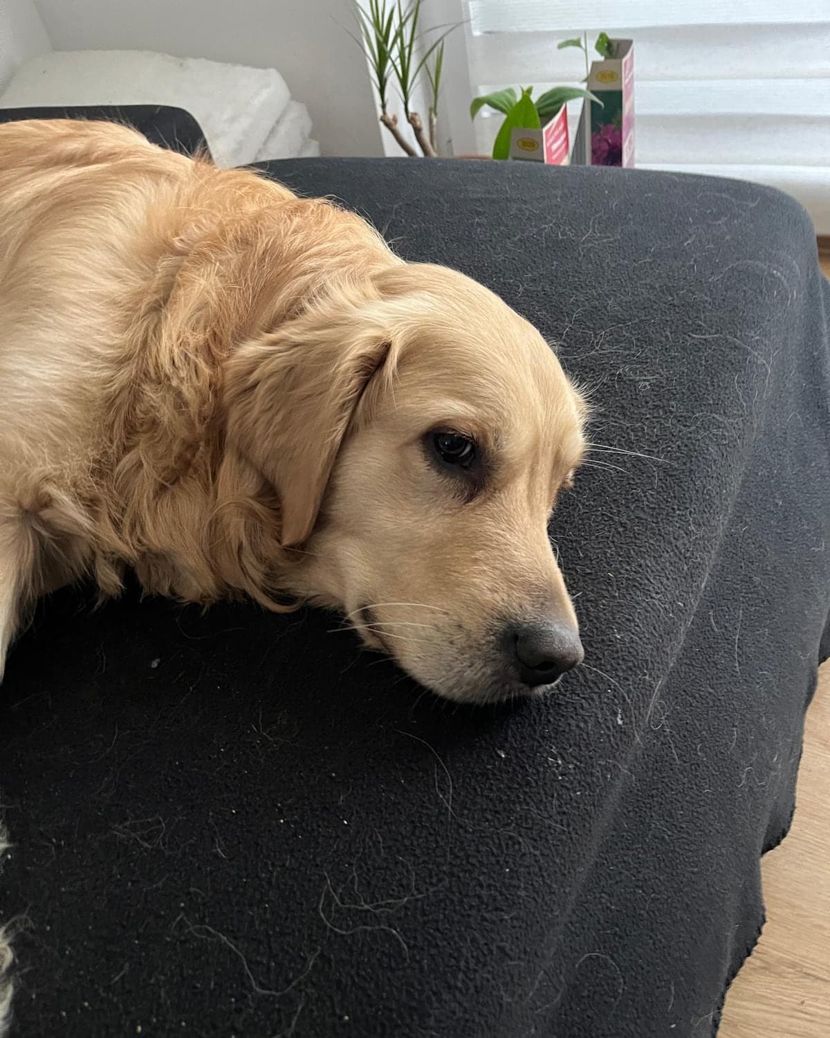 Ronnys Golden Retriever ruht entspannt