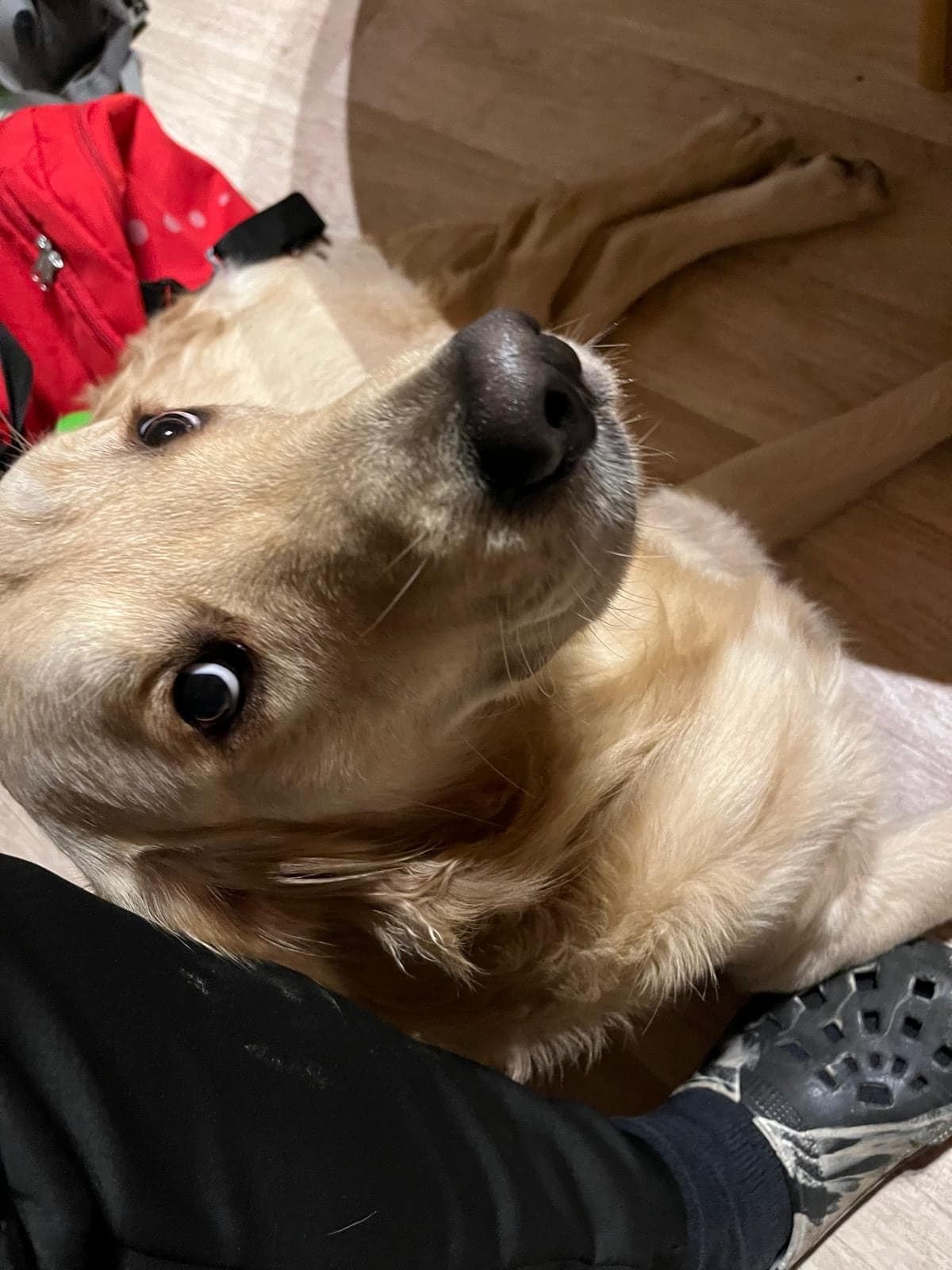 Golden Retriever schaut vertrauensvoll nach oben