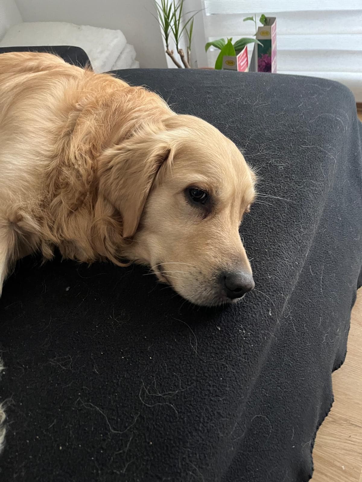 Golden Retriever ruht entspannt